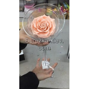 Стабилизированная роза XXXL в стеклянном бокале (кремовая)